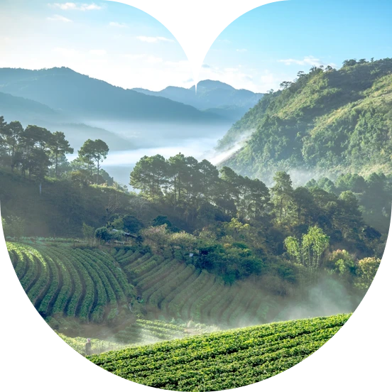 chiangmai.webp