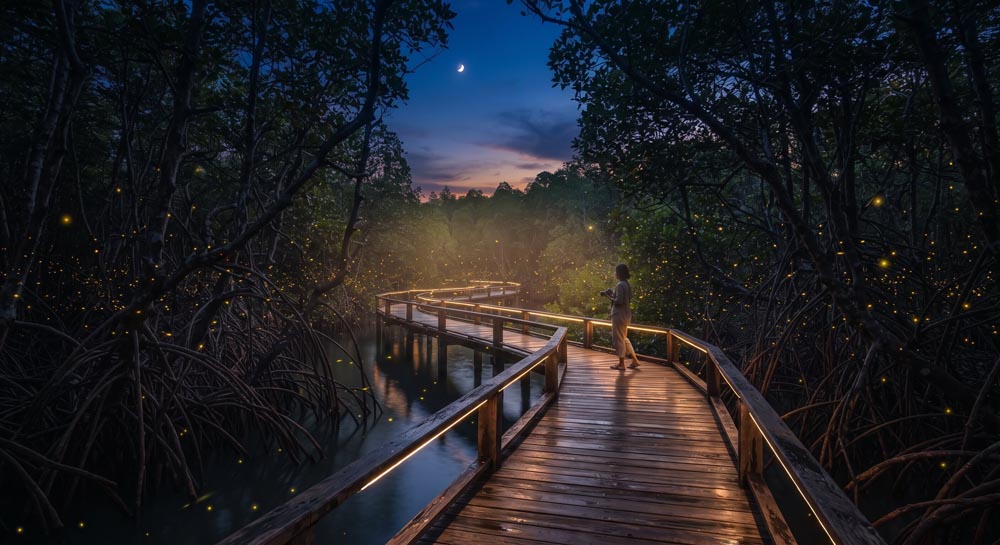 Pak Nam Krabi mangrove boardwalk, lit up at dusk Pak Nam Krabi mangrove boardwalk, lit up at dusk